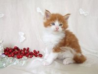 Red Tabby High White 2
